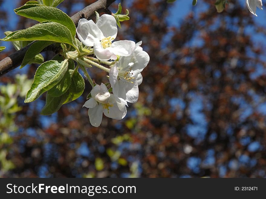 White apple flower on branch