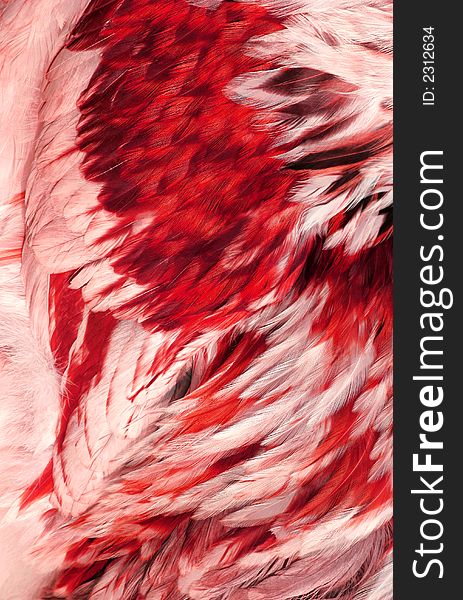 Abstract of the feathers of a cockerel in shades of red, pink and white. Abstract of the feathers of a cockerel in shades of red, pink and white.