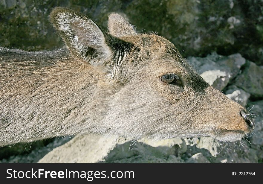 Potrait of Young Female Deer. Potrait of Young Female Deer