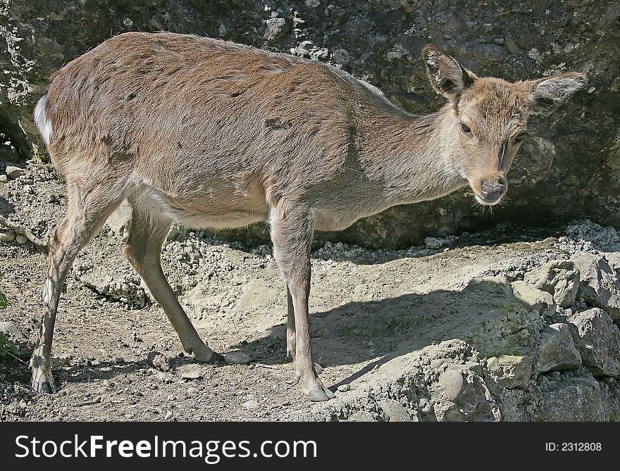 Potrait of Young Female Deer. Potrait of Young Female Deer