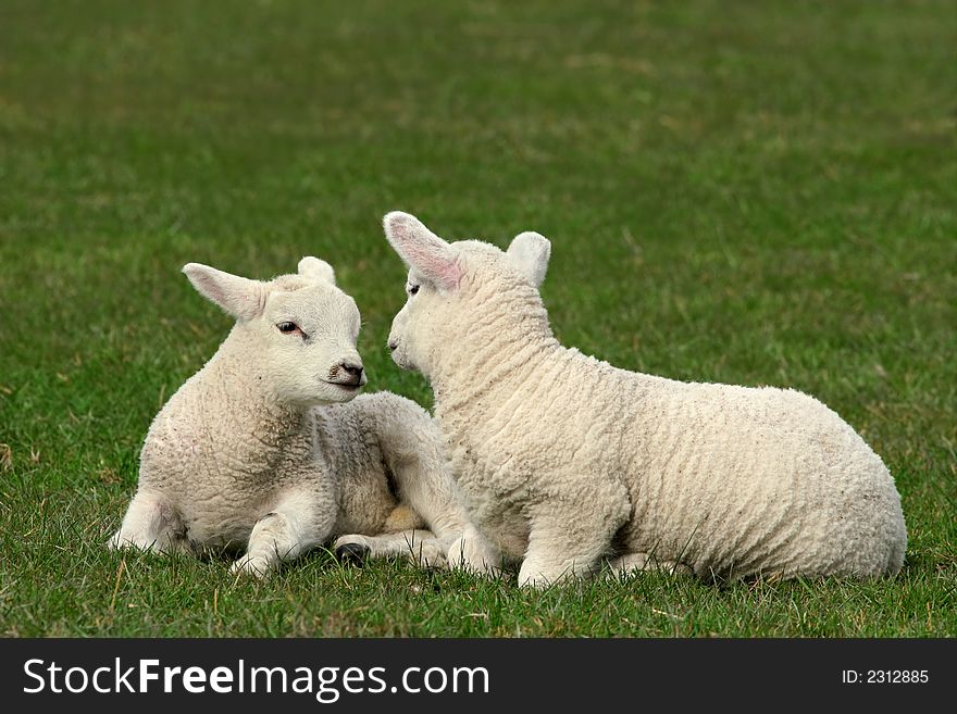 Two twin white lambs sitting next to each other in a field in spring. Two twin white lambs sitting next to each other in a field in spring.