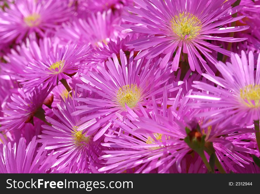 Bunch of pink flowers (Hexenkralle). Bunch of pink flowers (Hexenkralle)