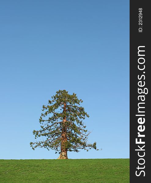 Fir tree in leaf in winter standing alone in a field against a clear blue sky in winter. Fir tree in leaf in winter standing alone in a field against a clear blue sky in winter.