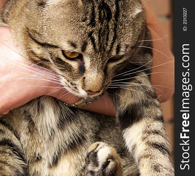 A young cat held by a woman's arm