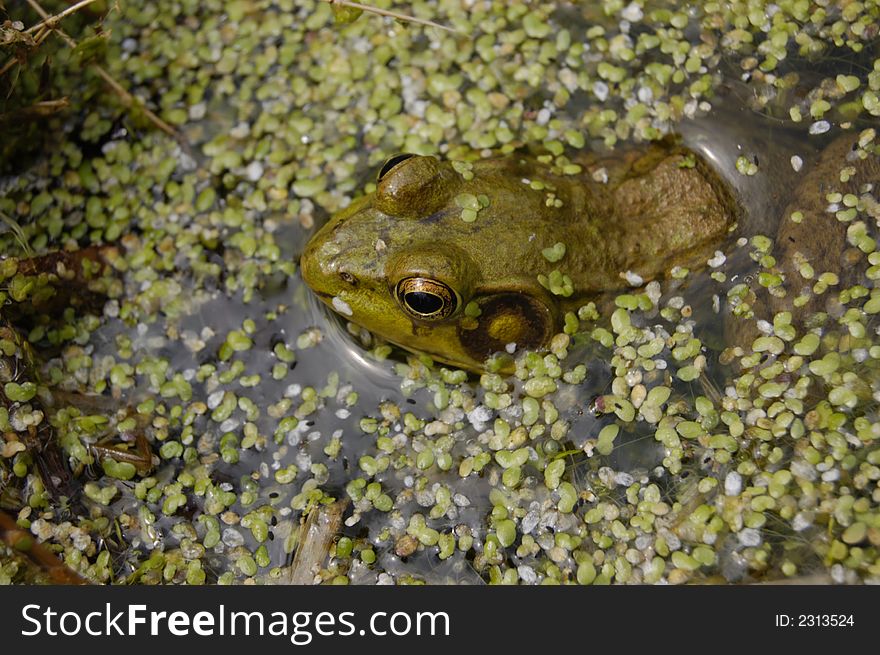 Frog Resting In Duckweed