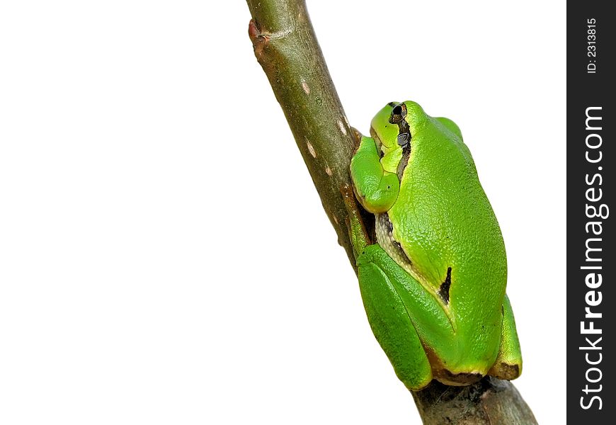 Green frog - tree toad isolated on white