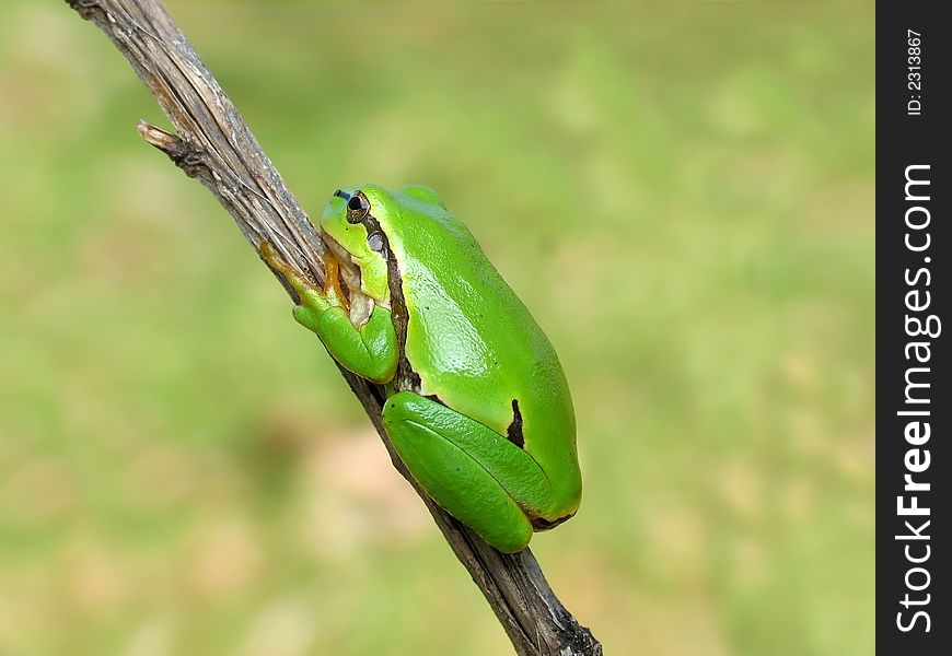 Green frog - tree toad resting on a grass stalk