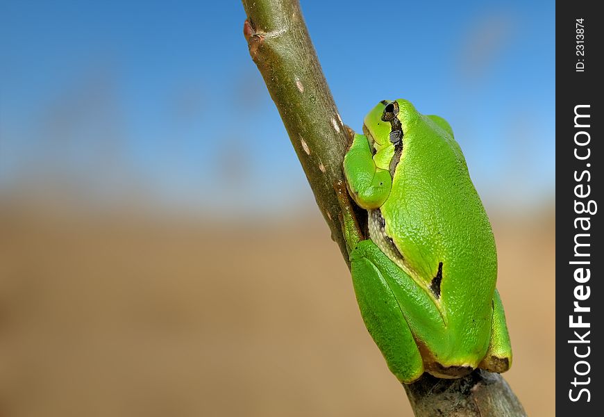 Green frog - tree toad resting on a grass stalk