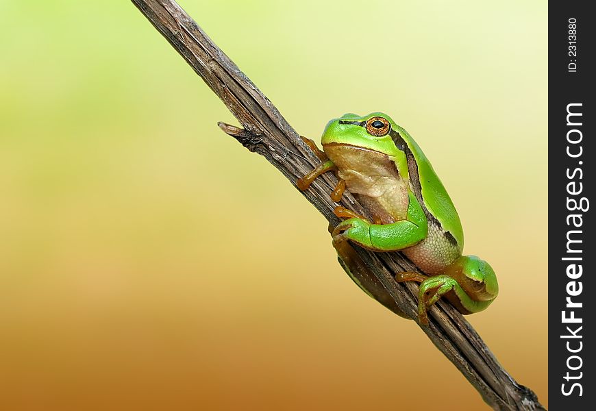 Green frog - tree toad resting on a grass stalk