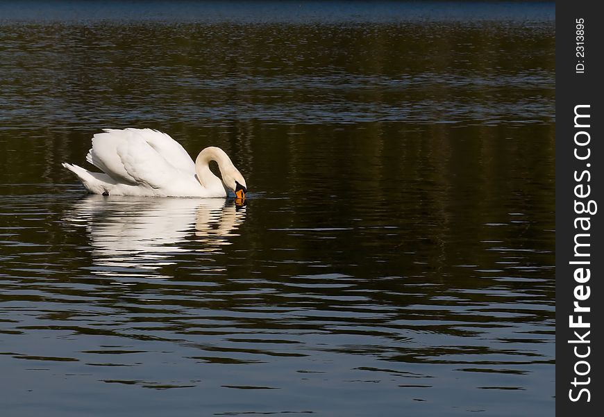 White swan swimming on the lake and drinking water