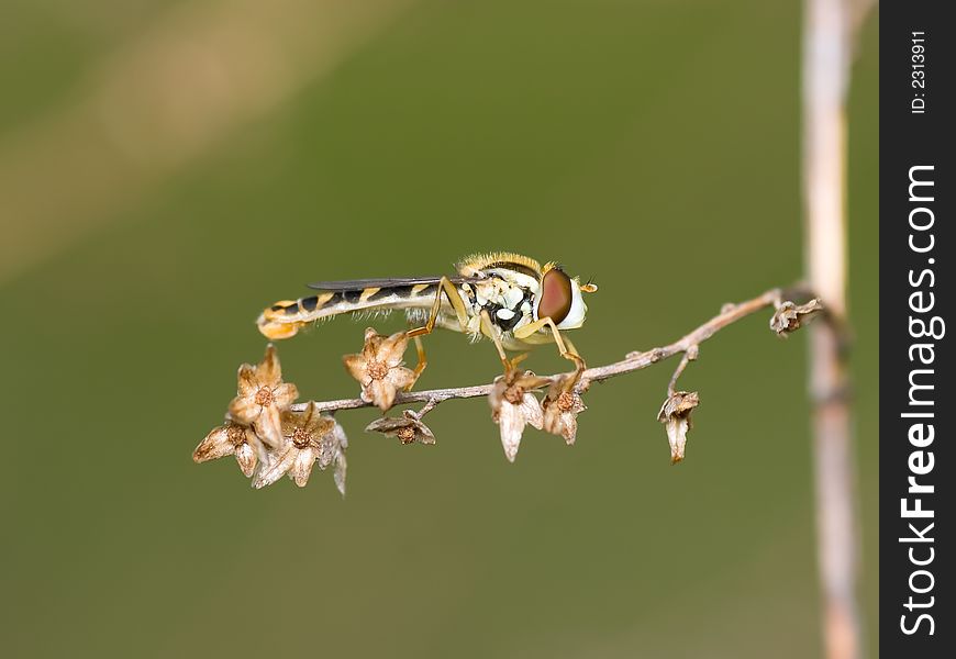 Close-up of hoverfly resting on a grass stalk