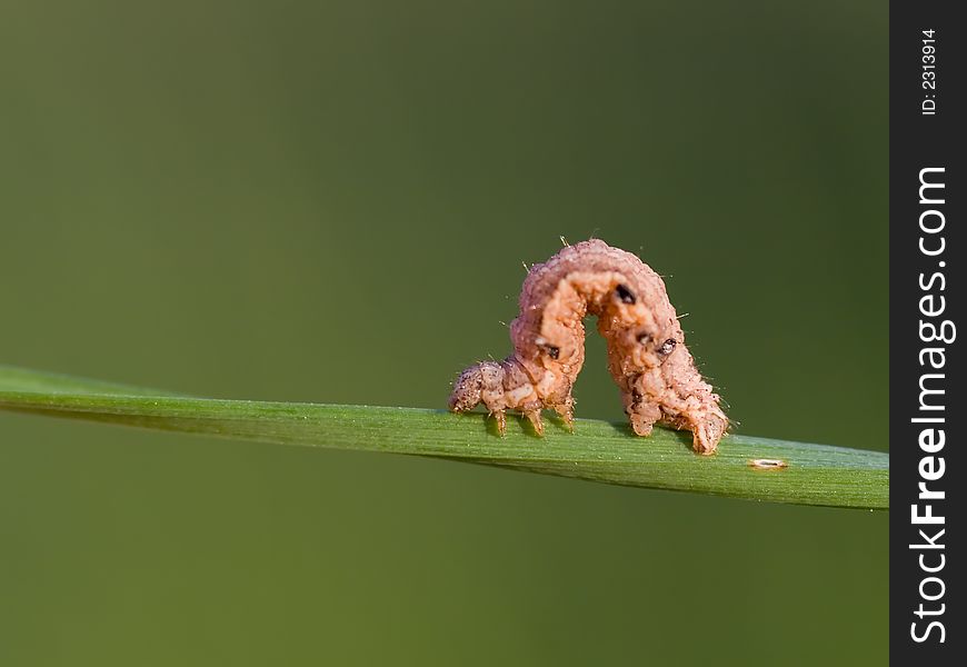 Rolled Caterpillar