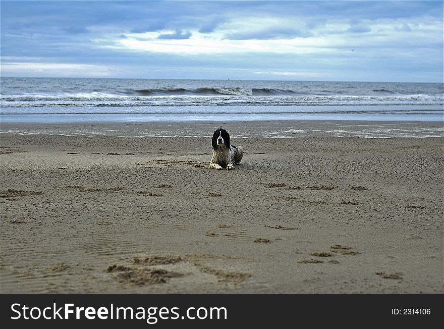 English springer spaniel having fun at the beach with the waves lapping onto the sand. English springer spaniel having fun at the beach with the waves lapping onto the sand.
