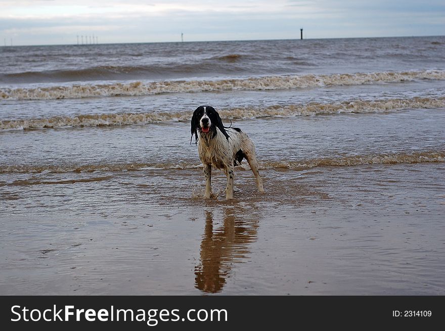 English Springer At The Beach