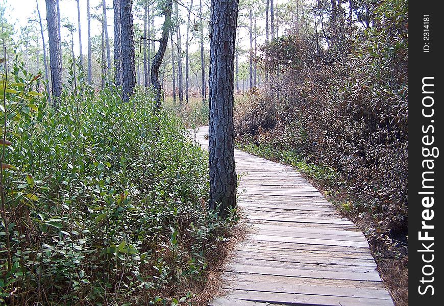 Carolina Beach State Park, The Venus Flytrap trail where you can view all types of carniverous plants