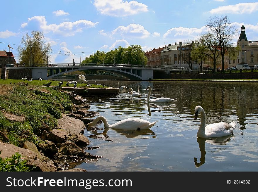 Swan on riverine Elbe, in background bridge