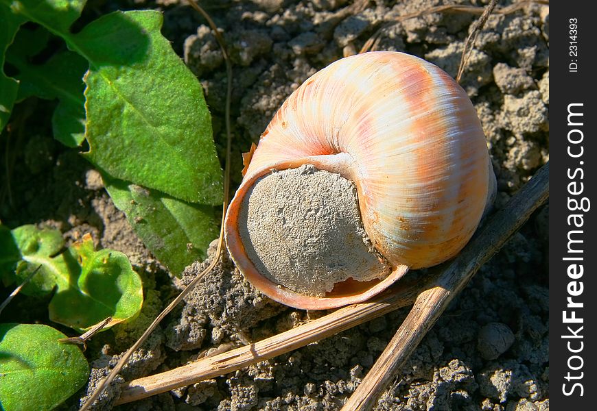 Snail shell closed entrance, underfoot beside green leaf, spring. Snail shell closed entrance, underfoot beside green leaf, spring