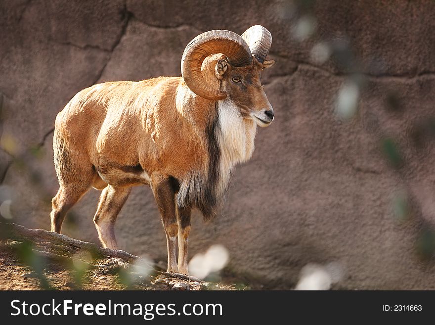 American bighorn ram standing on the side of a hill with sunlight on back. American bighorn ram standing on the side of a hill with sunlight on back