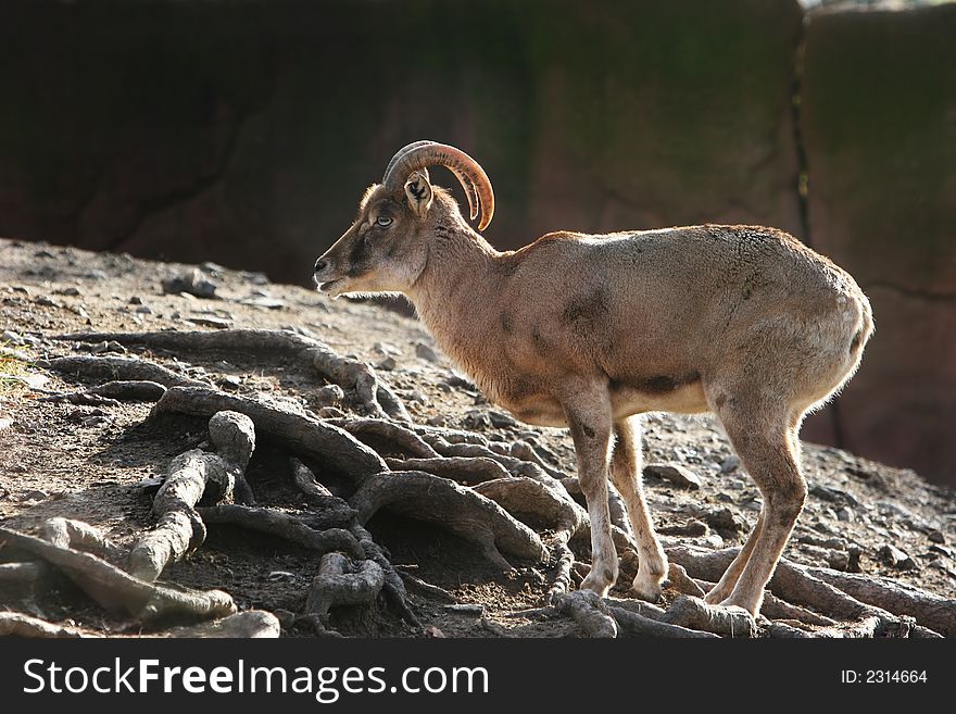 Goat standing on side of hill with tree roots on surface