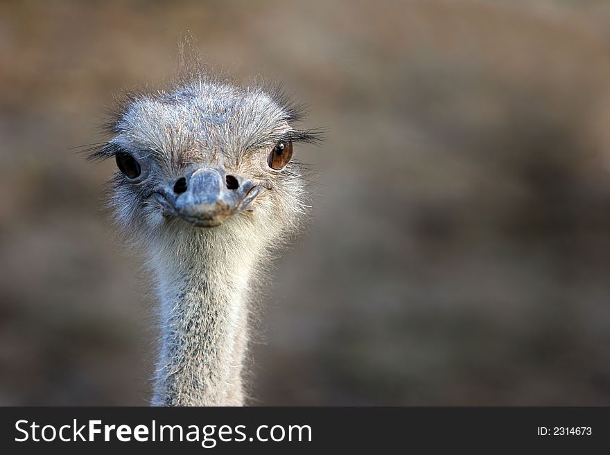 Close up view of an ostrich, face looking straight ahead