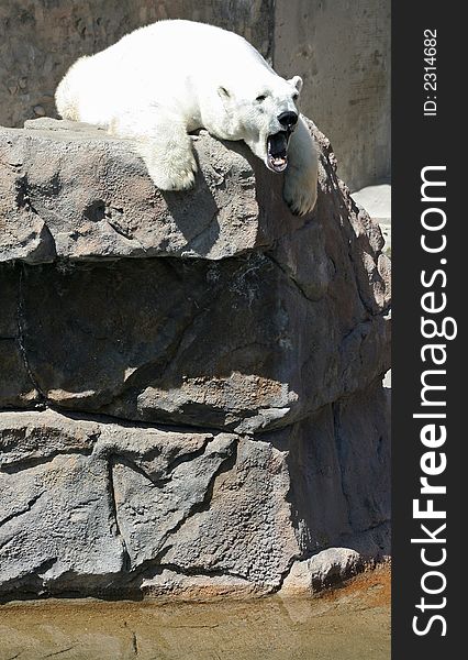 Polar Bear On Rock Above Water