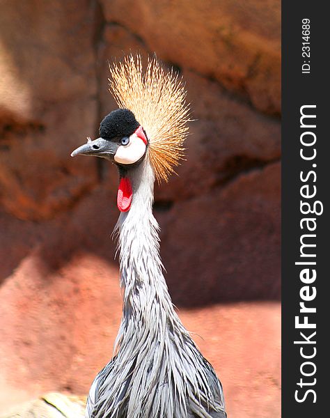 Colorful Bird With Long Neck