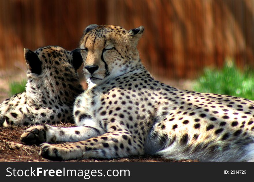 Two Cheetahs Eyes Closed