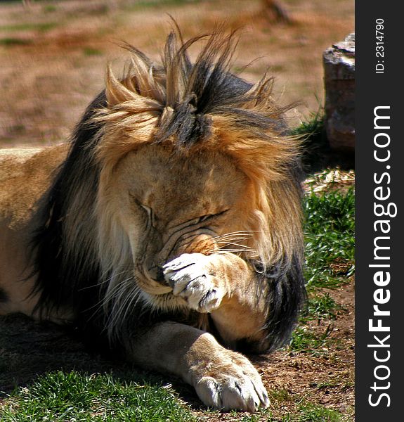 Male lion rubbing face with paw