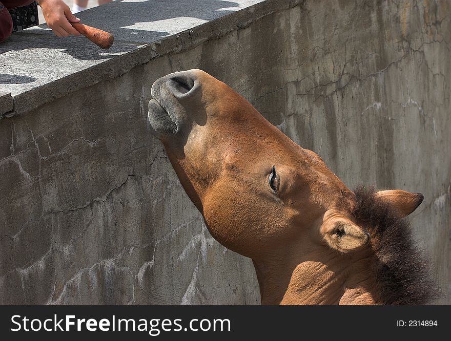 Kiang. Lives on Tibet on high-mountainous plateaus. Kiang. Lives on Tibet on high-mountainous plateaus.