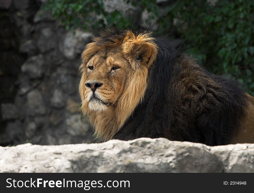 Leo in the Moscow zoo, lays on stones. Looks in the visiters.