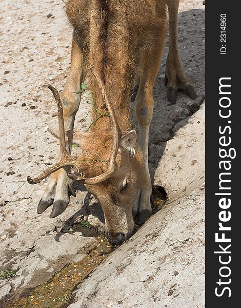 Deer David's. China. Lived only in Imperial park in Pekin earlier. Was found out there by french scientist Armand David. Eats water marsh plants.