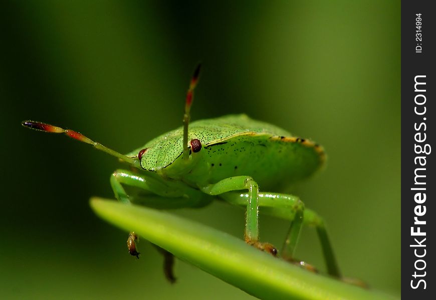 A little green beetle look's like UFO. A little green beetle look's like UFO