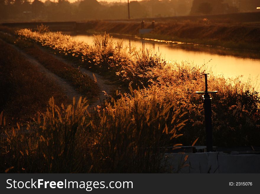 Trees, river, wild flowers and paddy field at the countryside in the morning. Trees, river, wild flowers and paddy field at the countryside in the morning