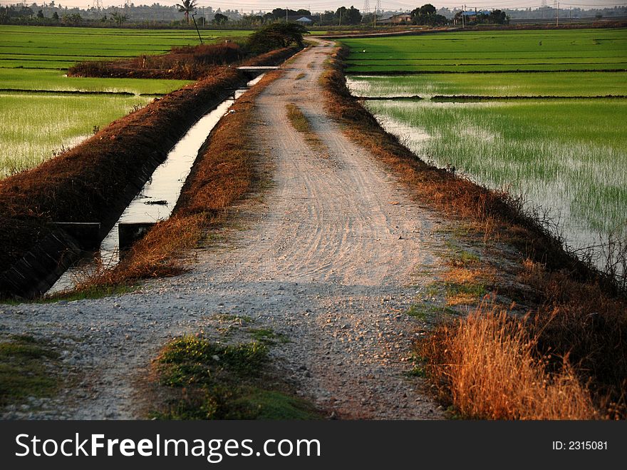 Road, Paddy Field, Morning