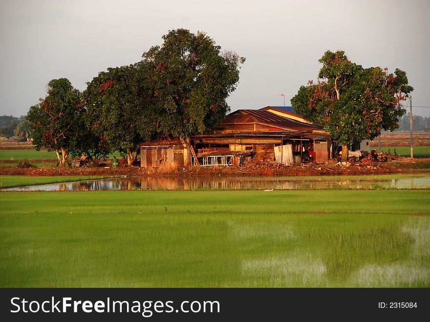 Trees, farm house and paddy field at the countryside in the morning. Trees, farm house and paddy field at the countryside in the morning