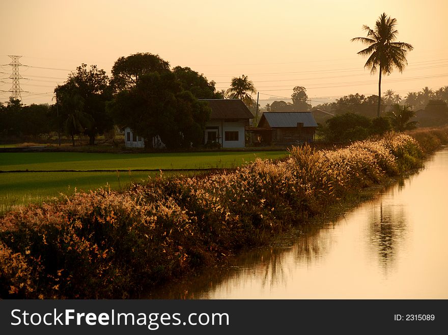 Coconut trees, river, wild flowers farm house and paddy field at the countryside in the morning. Coconut trees, river, wild flowers farm house and paddy field at the countryside in the morning