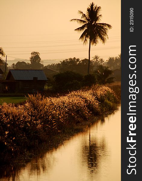 Coconut trees, river, wild flowers farm house and paddy field at the countryside in the morning. Coconut trees, river, wild flowers farm house and paddy field at the countryside in the morning