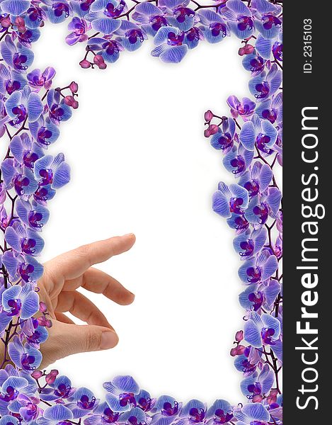 Beautifull orchids frame and a hand  indicate  your message