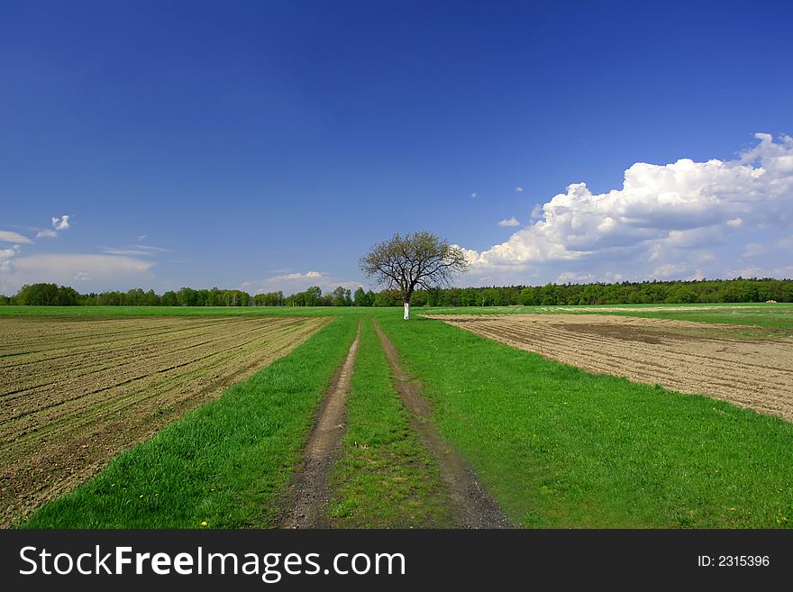 Single tree on the acre in sunny spring day