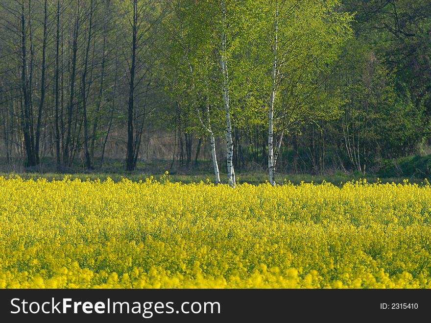 Field of yellow at the border of green forest. Field of yellow at the border of green forest
