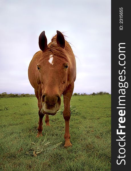 A horse photographed from a low angle to give the exaggerated expression to his face. A horse photographed from a low angle to give the exaggerated expression to his face.