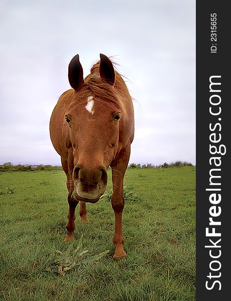 Curious Horse