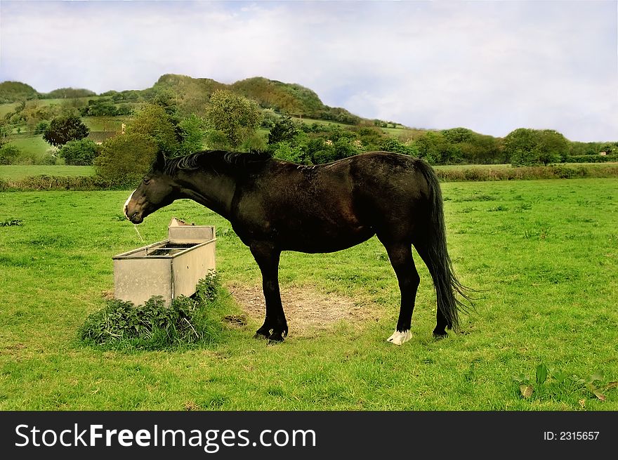 An image of a horse drinking from a trough in a farmer's field.