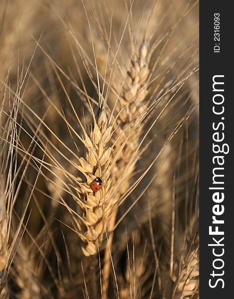 Lady bug on the crops plant