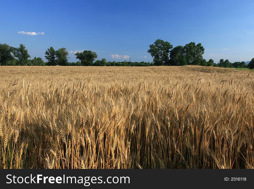 Summer landscape with crops and blue sky