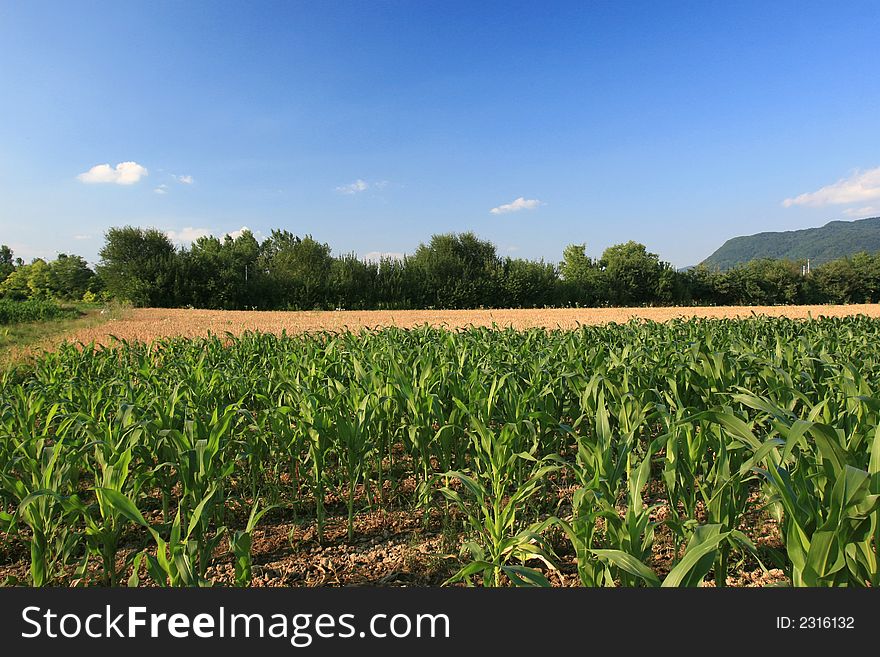 Countryside ladscape at springtime (young corn field)
