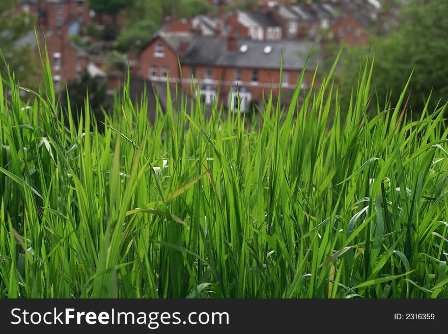 Sunny green grass on a country houses background, perfect for spring or summer use.