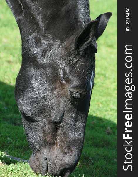 A black horse grazing in a field - close up