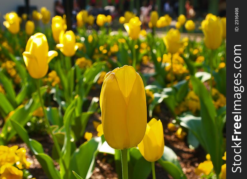 Yellow flowers in a garden