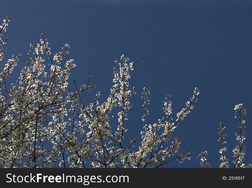 White flower apple tree on blue sky. White flower apple tree on blue sky